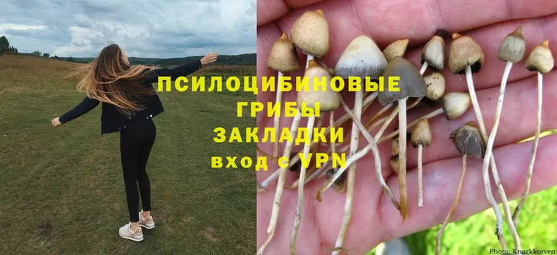 где продают наркотики  Ноябрьск  Галлюциногенные грибы Psilocybine cubensis 